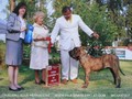 In Memorian - Fila Brasileiro Tigrado - Canil Singular - Podiuns